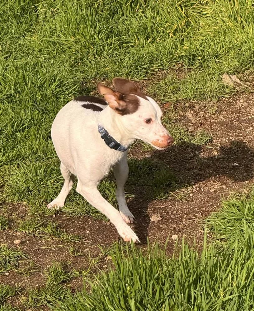 Mani BR (3 pootjes) photo 8