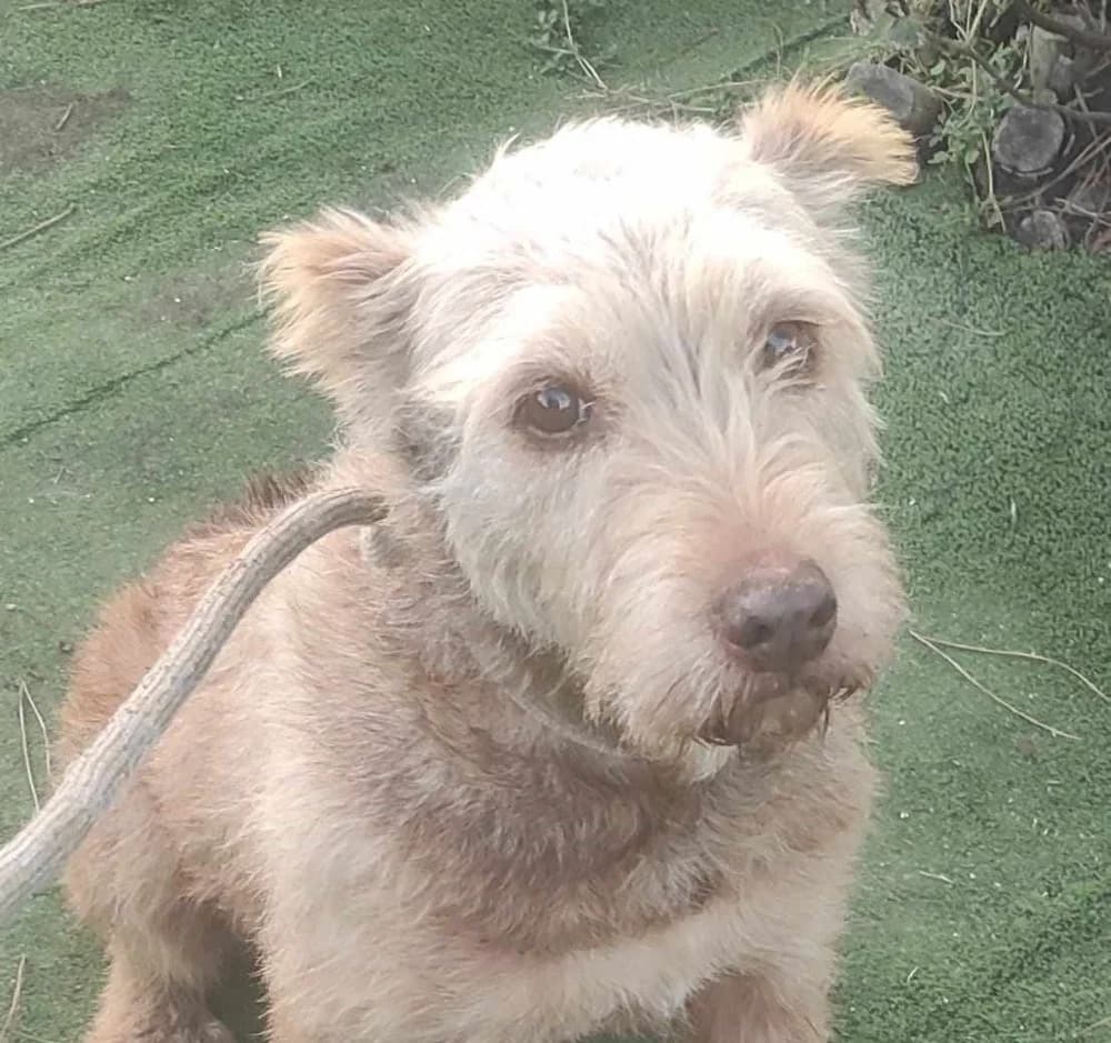 Milu DC senior photo 5