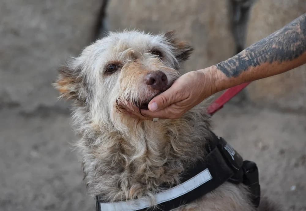 Milu DC senior photo 8