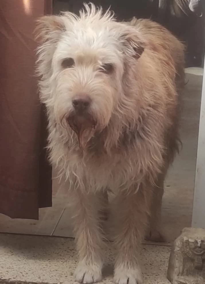 Milu DC senior photo 2