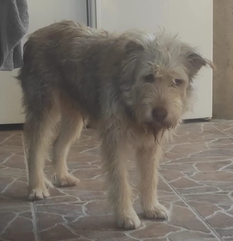 Milu DC senior photo 3