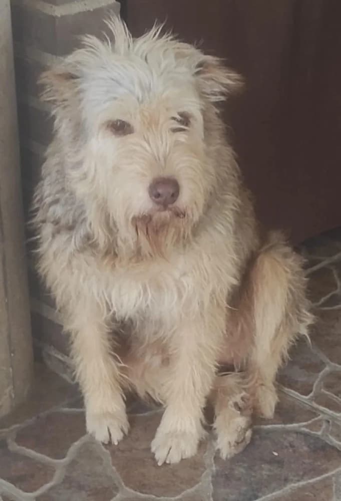 Milu DC senior photo 4