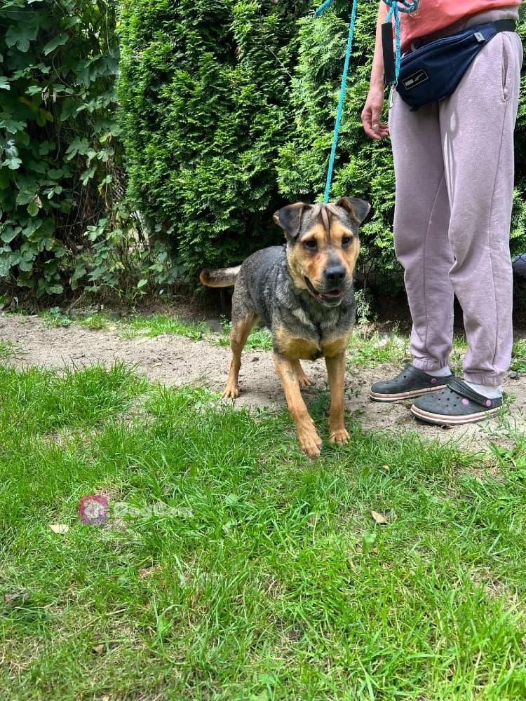 Mix Shar-Pei photo 6