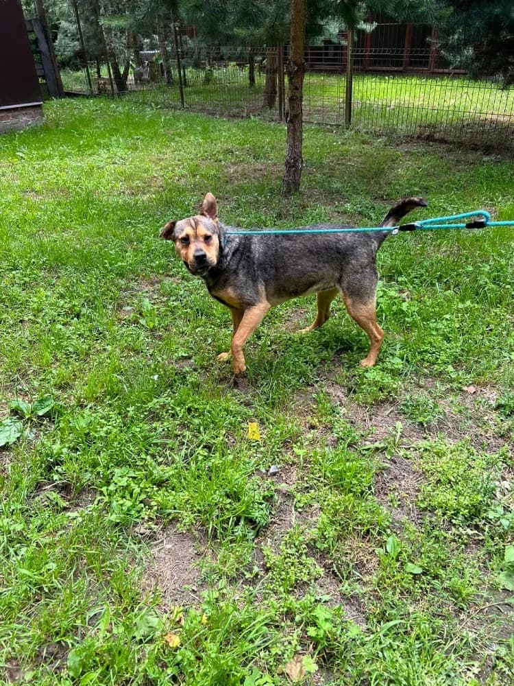 Mix Shar-Pei photo 7