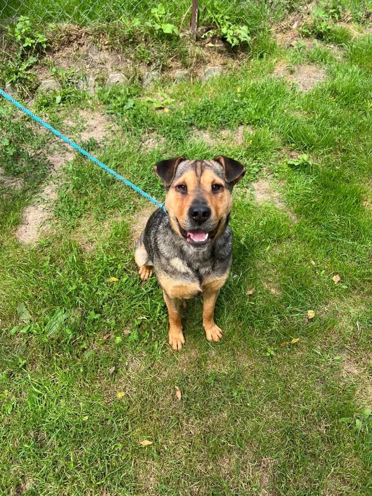 Mix Shar-Pei photo 8