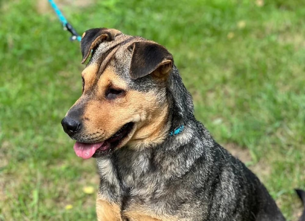 Mix Shar-Pei photo 2