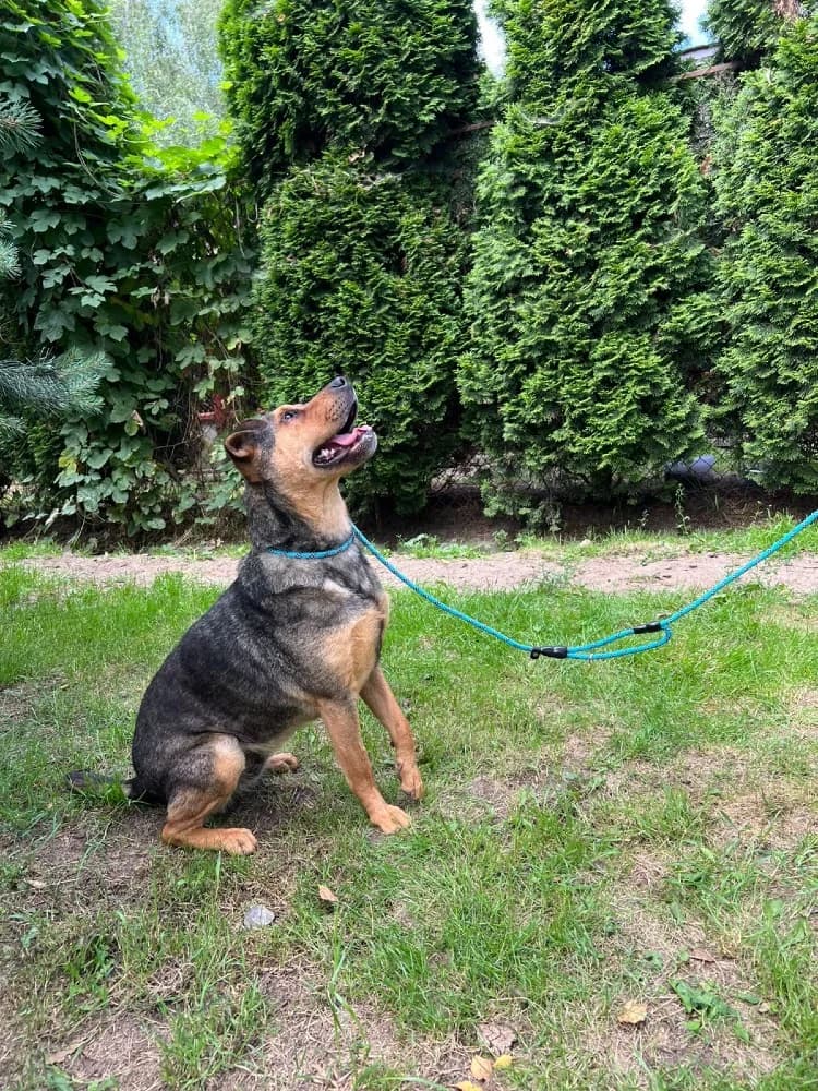 Mix Shar-Pei photo 3