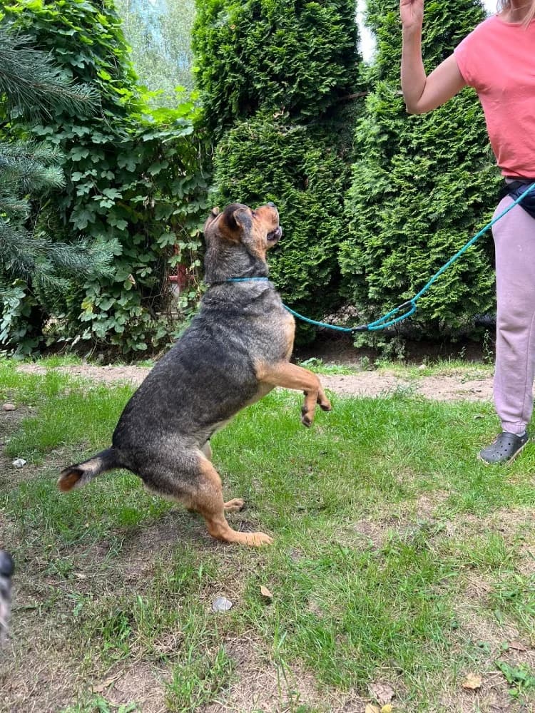 Mix Shar-Pei photo 4