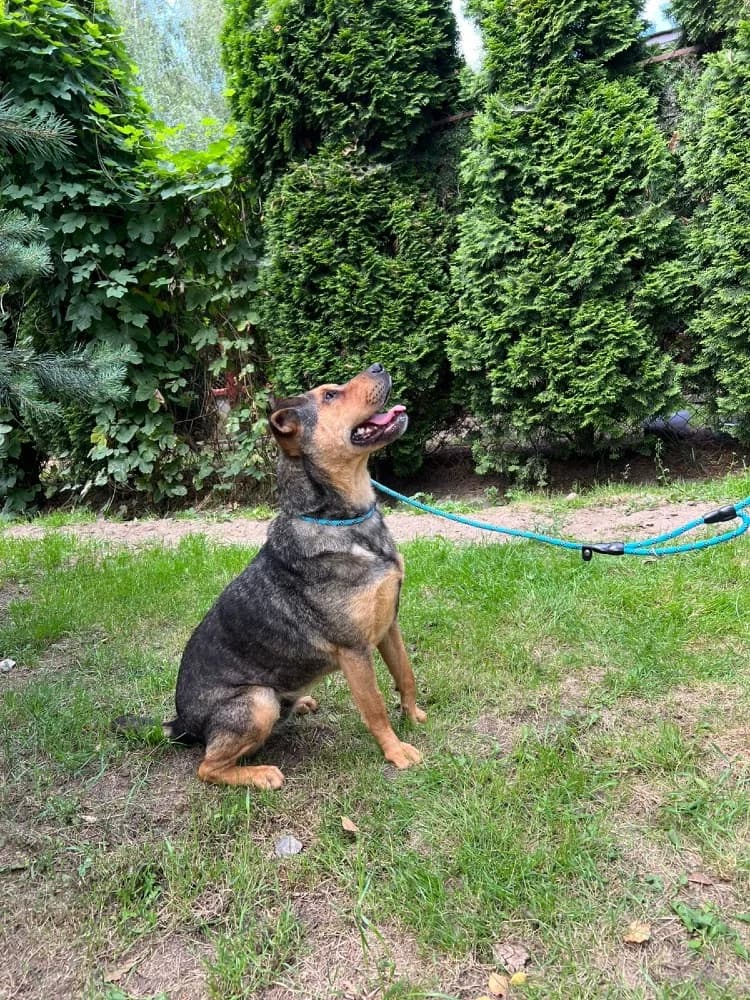 Mix Shar-Pei photo 5