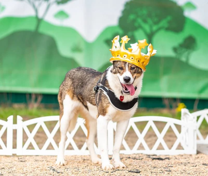 Mokka fee en kindervriend photo 8