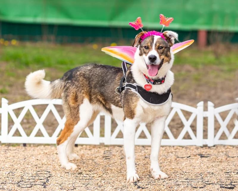 Mokka fee en kindervriend photo 2