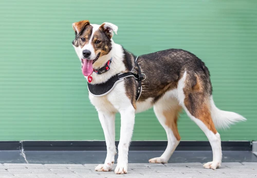 Mokka fee en kindervriend photo 3