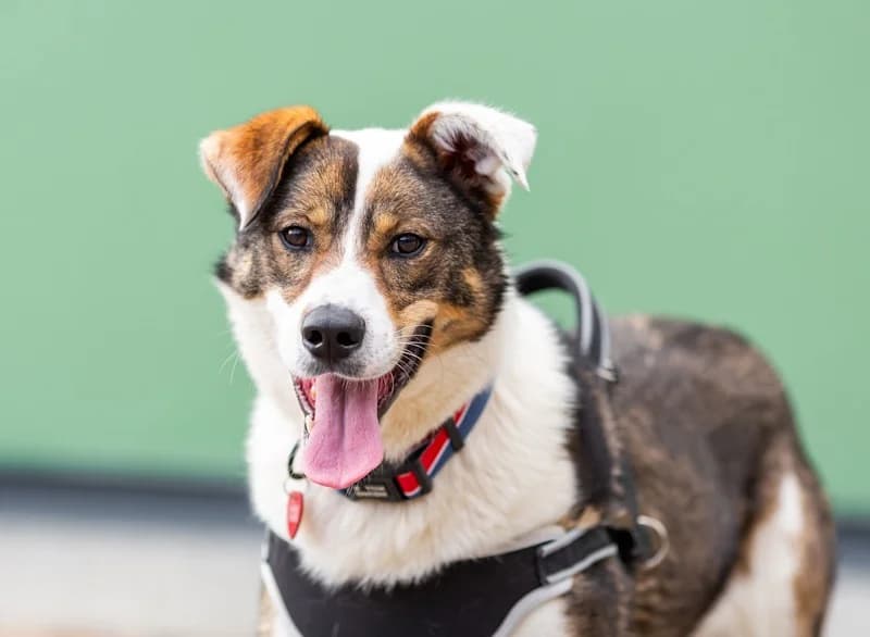 Mokka fee en kindervriend photo 5