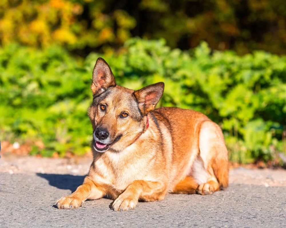 Naiti vrolijke roodharige