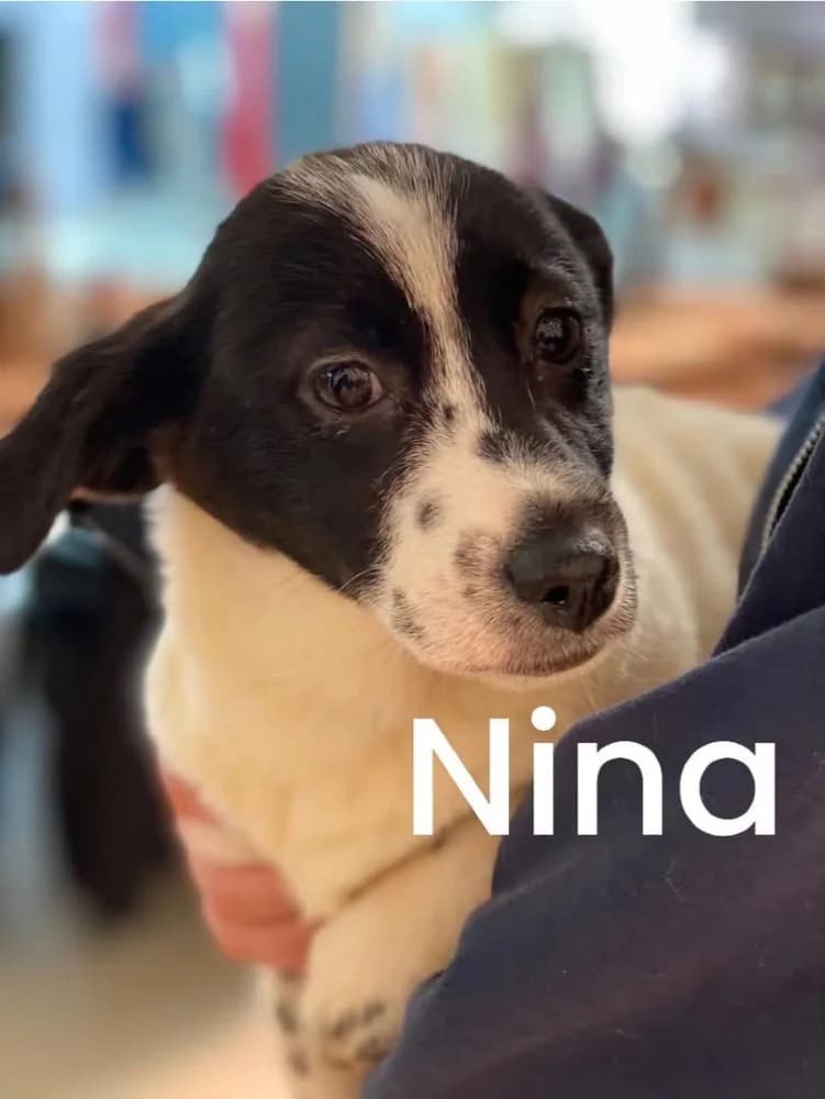 Nina