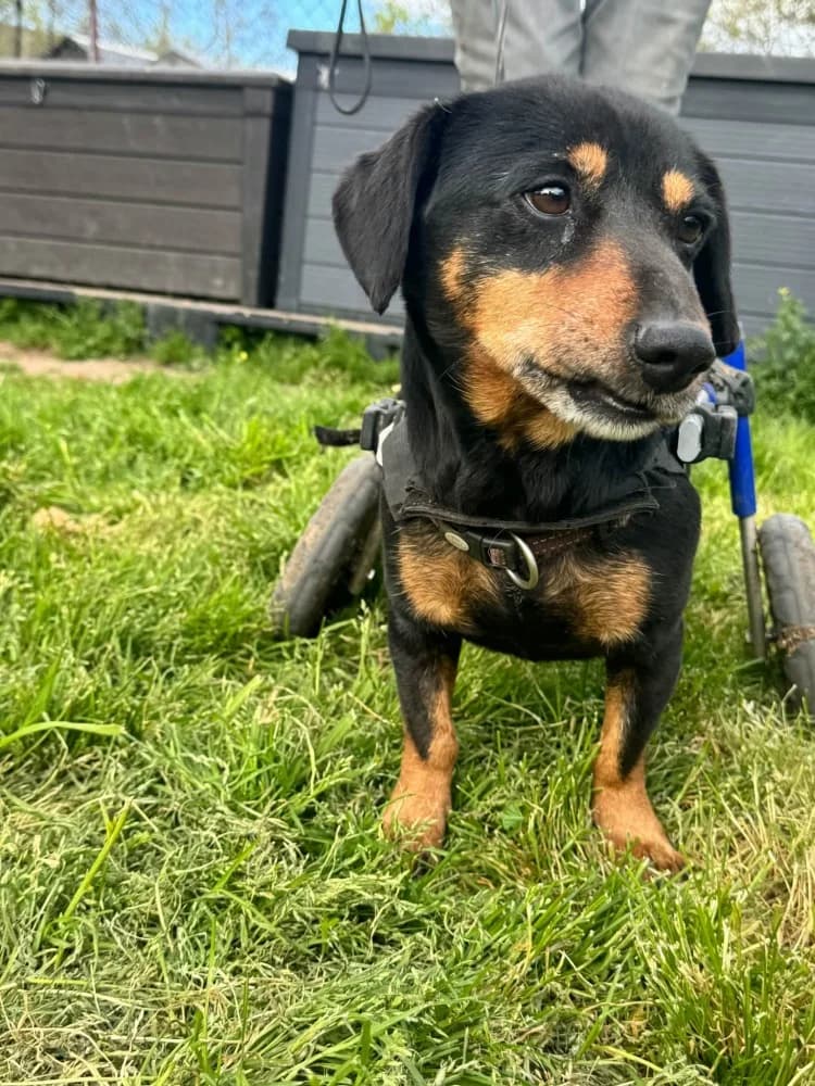 Ody BR gehandicapt photo 6