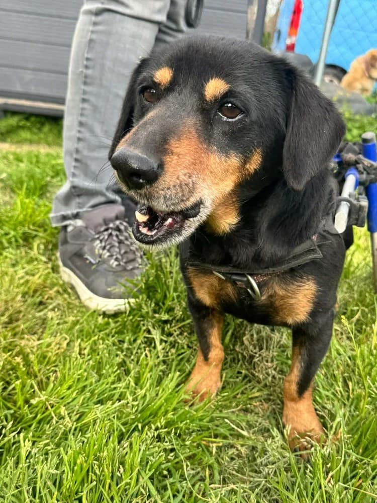 Ody BR gehandicapt photo 7