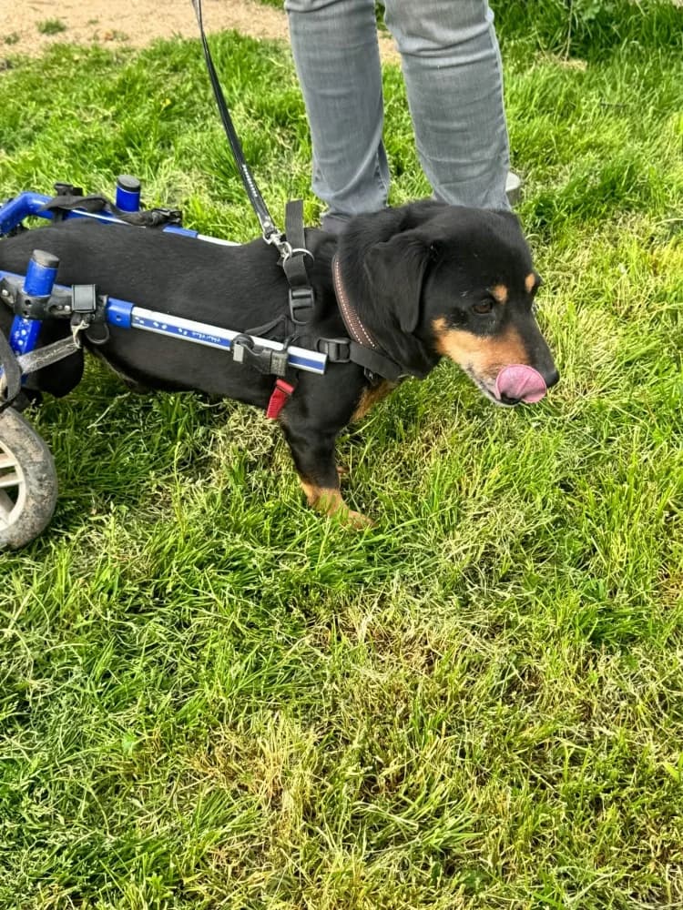 Ody BR gehandicapt photo 3