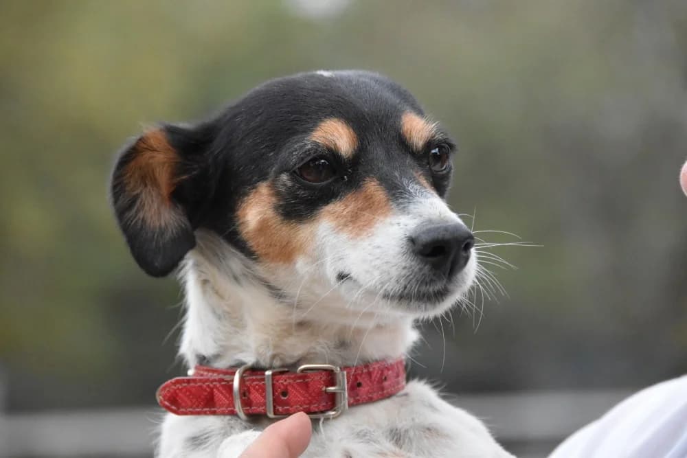 Olga BR, handicap photo 7