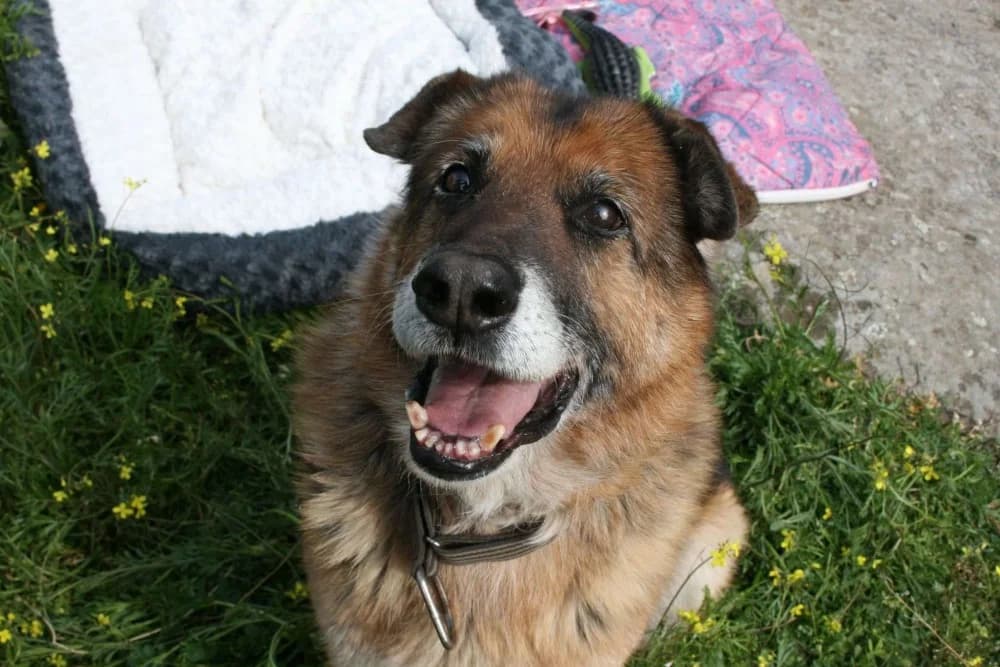 Orejas BR, senior photo 7