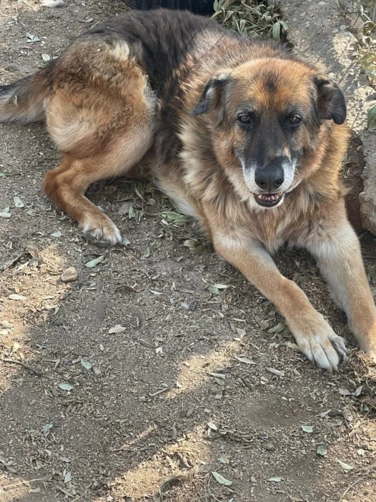 Orejas BR, senior photo 4