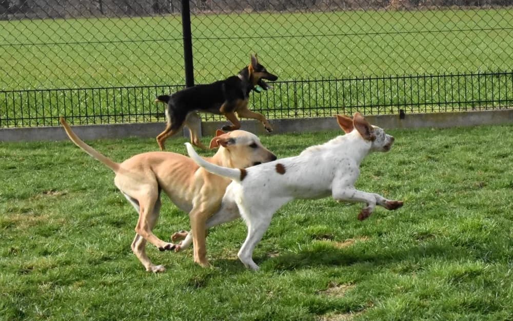 Pasha RP, in België! photo 5