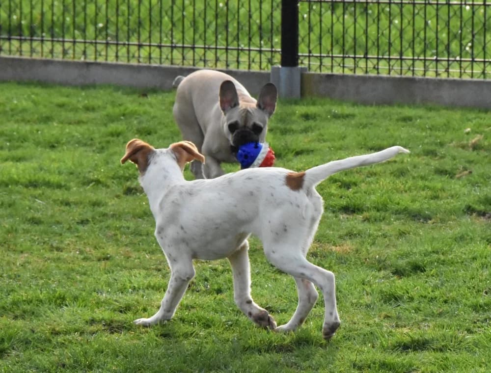 Pasha RP, in België! photo 8