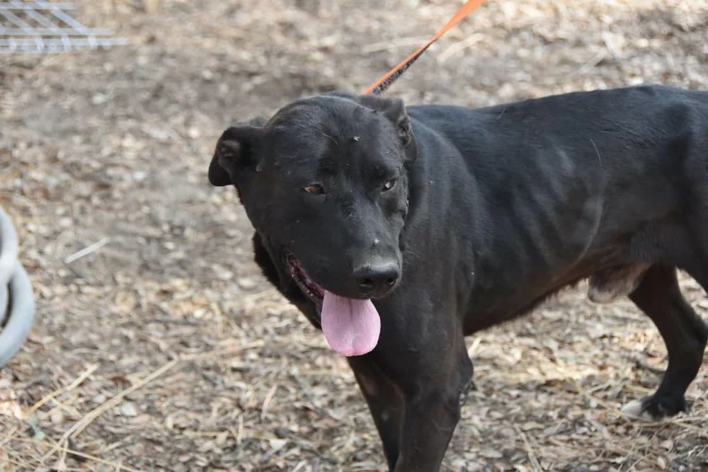 Polvorilla DC photo 4