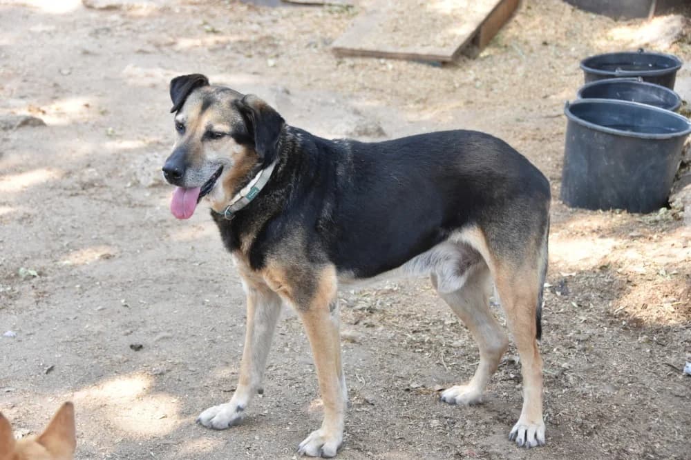 Roberto BR, senior photo 2