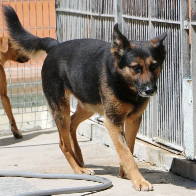 ROBINSON16036 photo 3