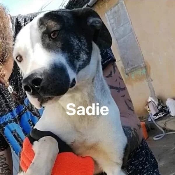Sadie photo 6