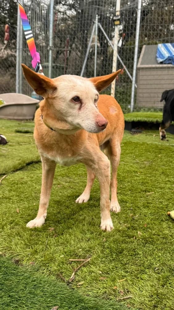 Scarlet BR senior photo 7