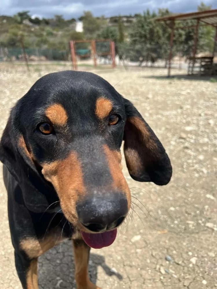 SCOTCH *kattest mogelijk! photo 5