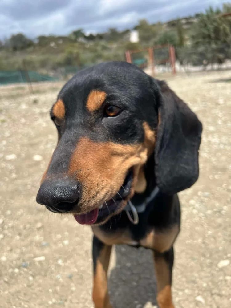 SCOTCH *kattest mogelijk! photo 6