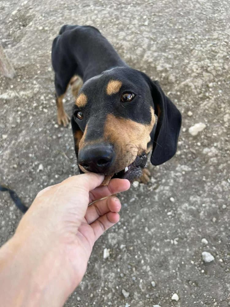 SCOTCH *kattest mogelijk! photo 7