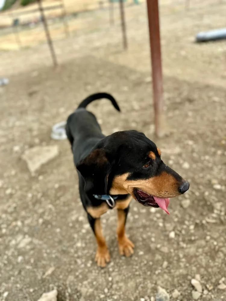 SCOTCH *kattest mogelijk! photo 8