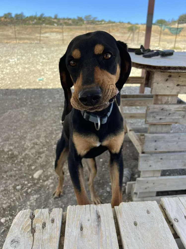 SCOTCH *kattest mogelijk!