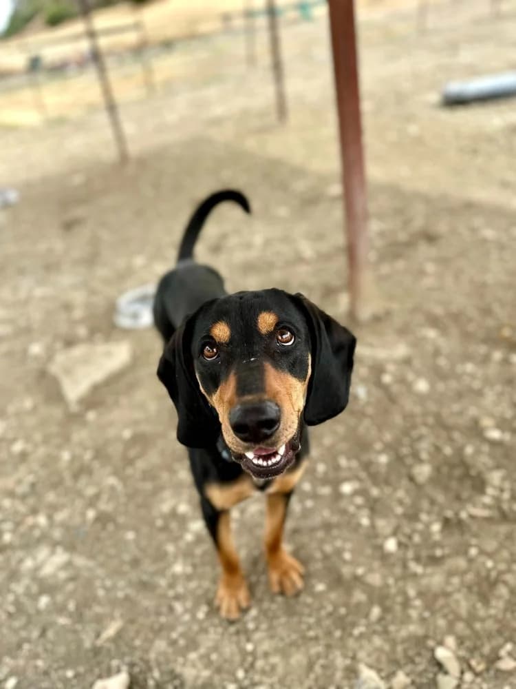 SCOTCH *kattest mogelijk! photo 2