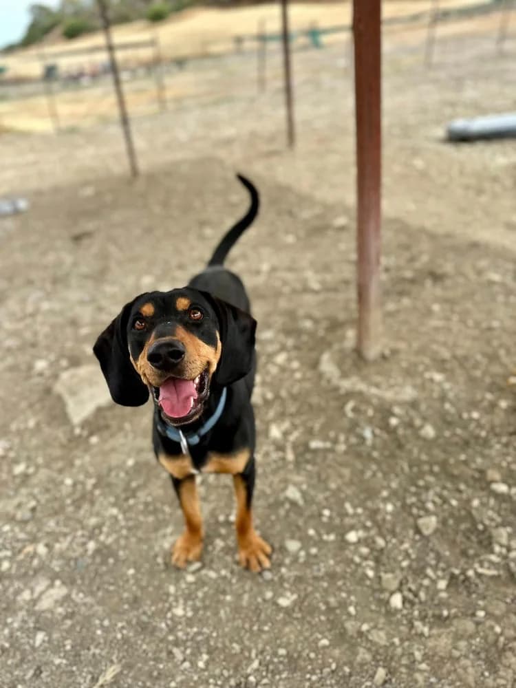 SCOTCH *kattest mogelijk! photo 3