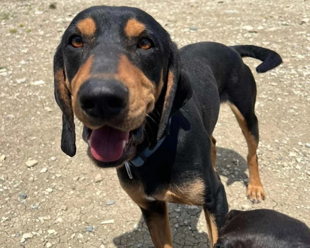 SCOTCH *kattest mogelijk! photo 4