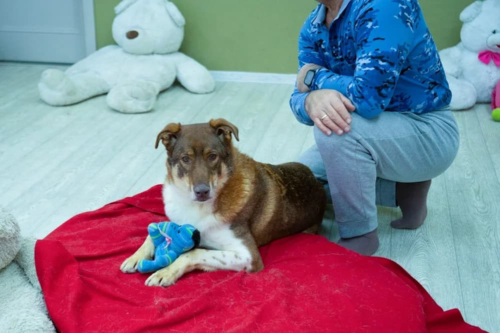 Shaffran – hart van goud photo 5