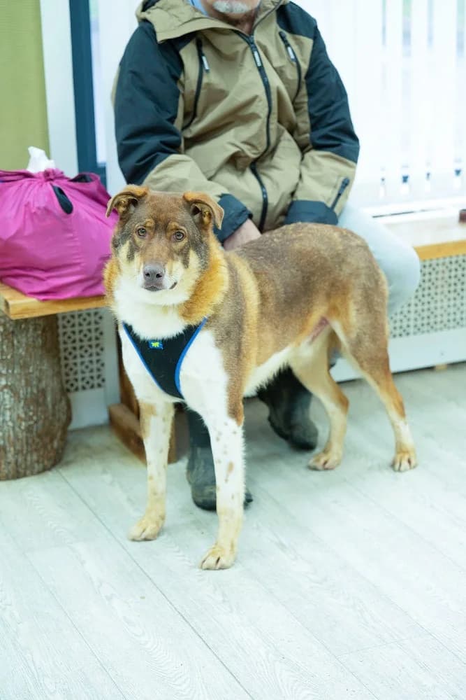 Shaffran – hart van goud photo 8