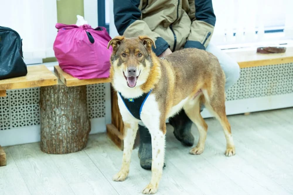 Shaffran – hart van goud