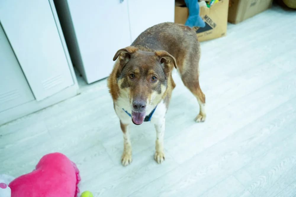 Shaffran – hart van goud photo 2