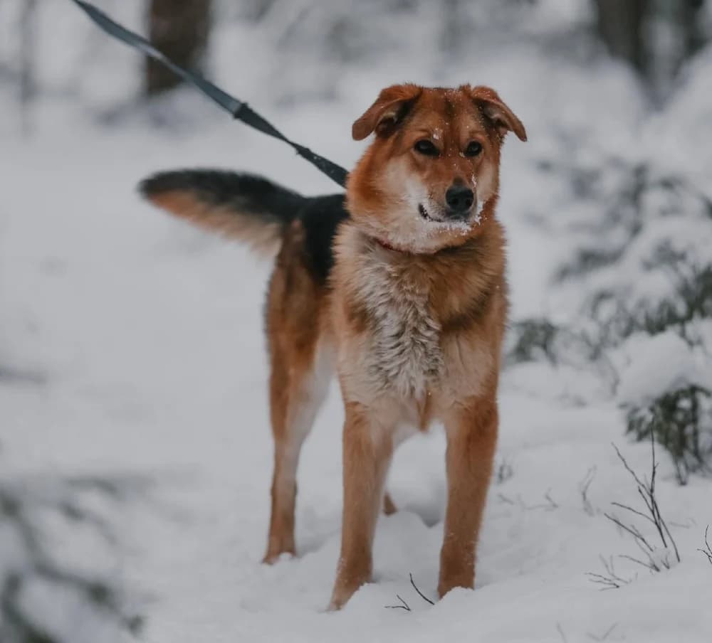 Sheila lief vosje photo 3