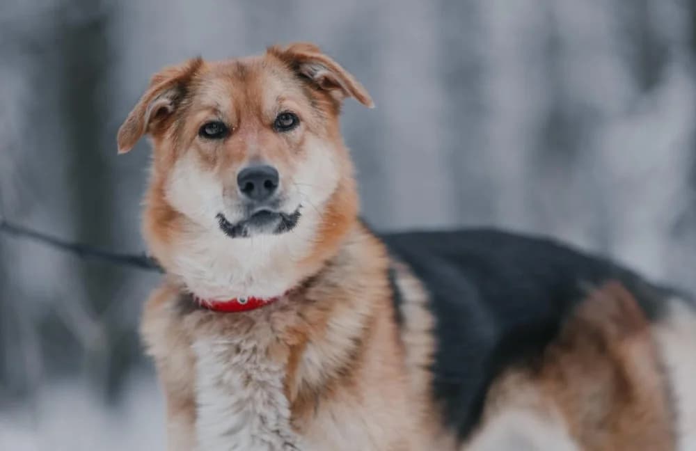 Sheila lief vosje photo 4