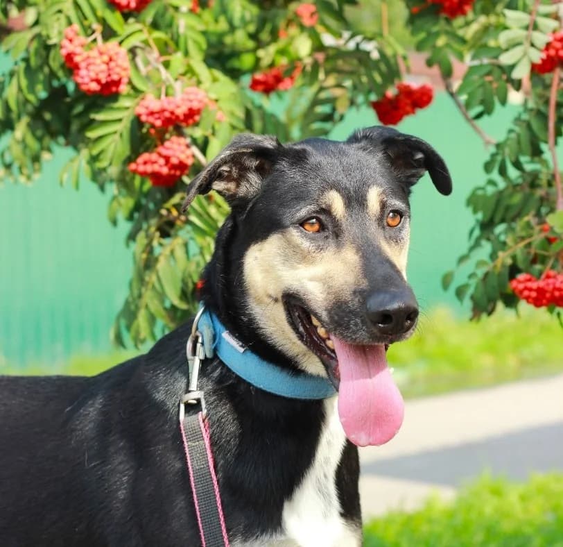 Snoopy knap en vrolijk! photo 8