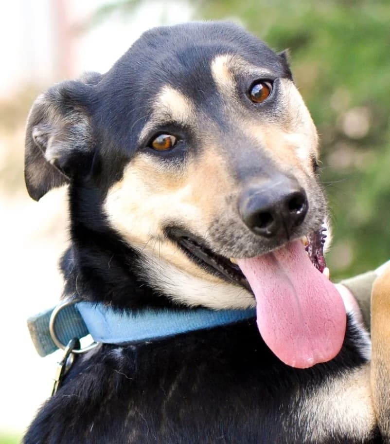 Snoopy knap en vrolijk!