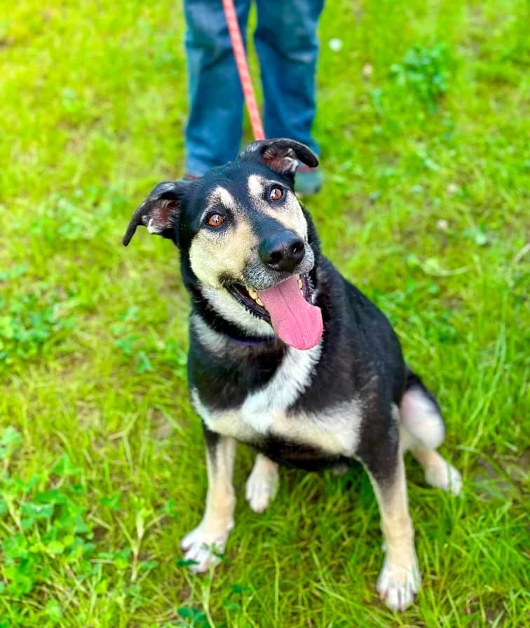 Snoopy knap en vrolijk! photo 2