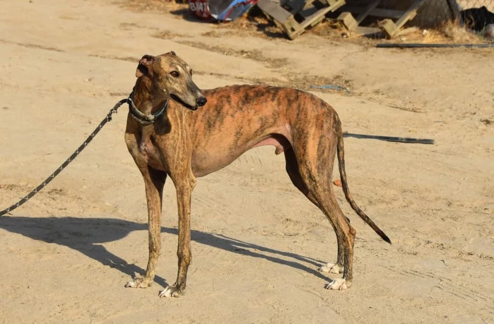 Solo de Moris DC photo 4